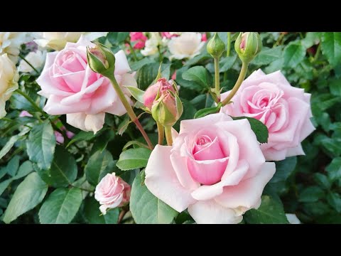 Видео: Приветы из лета🐈🌹🐈‍⬛.#роза Отель Савой,#роза Афродита