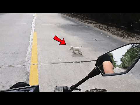 Видео: Заблудившийся щенок-сирота набрался храбрости, чтобы остановить машину и попроситься уехать вместе.