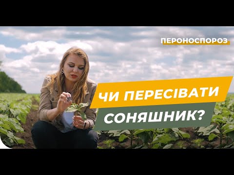 Видео: Пероноспороз подсолнечника. Как бороться?