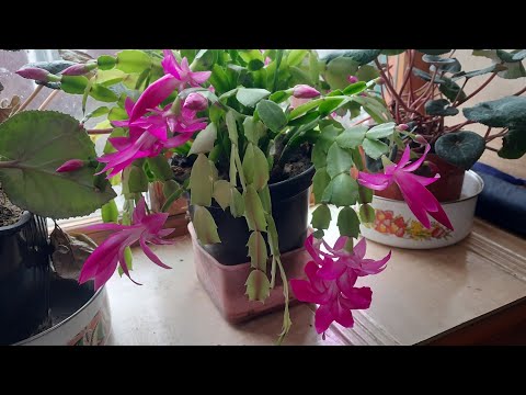 Видео: Первый снег. Бесснежная зима.