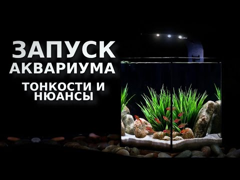 Видео: Запуск аквариума: тонкости и нюансы