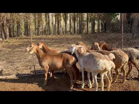 Видео: Бренд Түстөгү Ургаачы Козулар ватс ап: 0550-059-909 👍👍👍чалуу:0779-059-909
