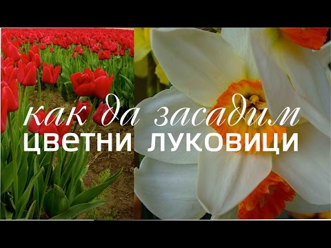 Видео: Проект Цветна тераса - част 1 (засаждане)