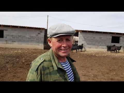 Видео: Гиссарские бараны, Арашан. Анвар Рустемов +77017224679(ватцап)