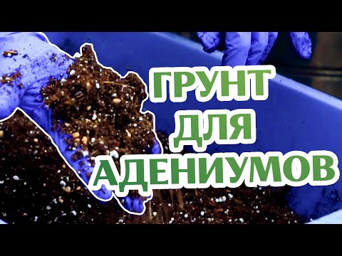 Видео: Лучший Грунт Для Адениумов...