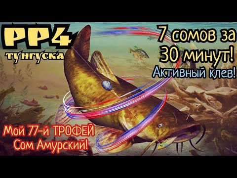 Видео: РР4. Нижняя Тунгуска. Раздача трофеев Сома Амурского! 7 сомов за 30 минут. Мой 77-й Трофей!