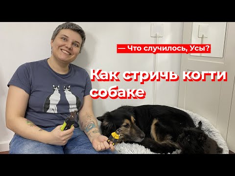 Видео: Что случилось, Усы? Как стричь когти собаке