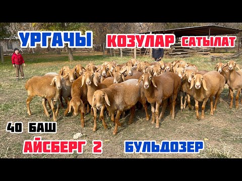 Видео: 40 баш СУЛУУ УРГАЧЫ козулар сатылат. АЙСБЕРГ 2 , БУЛЬДОЗЕР линия