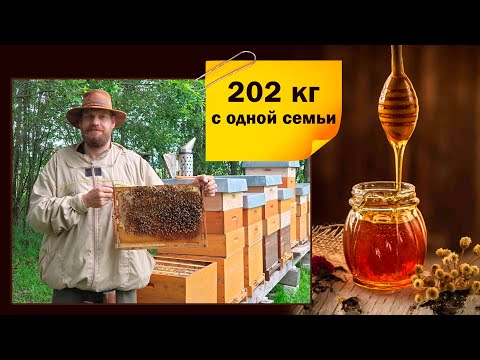 Видео: 202кг мёда с одной семьи