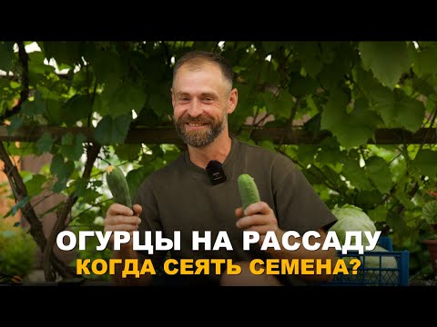 Видео: РАННИЙ УРОЖАЙ ОГУРЦОВ ГАРАНТИРОВАН. Посадка семян огурцов на рассаду для теплицы.