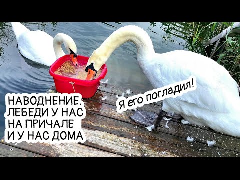 Видео: Погладил лебедя, семья лебедей у нас дома и на причале. Наводнение! #белыелебеди #наводнение