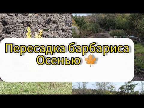 Видео: пересадка барбариса осенью 🍁🍂 и как покосить газон за 20 мин пока ребенок спит 🕗