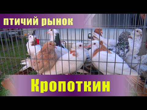 Видео: Птичий рынок. Кропоткин. Часть 1. [25.09.2022]