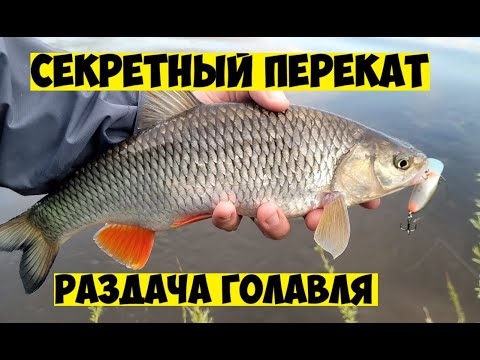 Видео: ЭТОТ ВОБЛЕР НА ГОЛАВЛЯ ТВОРИТ ЧУДЕСА! Рыбалка на голавля! Голавль на спиннинг в 2025!