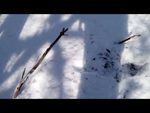Видео: по свіжому снігу. ставлю на лисицю.