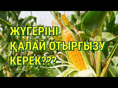 Видео: ▶️ Маңғыстау облысы, құмды аймақта жүгері (кукуруз) отырғызу.