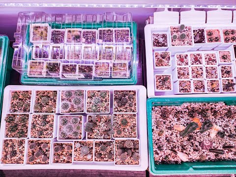 Видео: Общий обзор моих посевов | Алоинопсисы, Динтерантус, Хавортии, Литопсы, Кактусы | 04.10.23