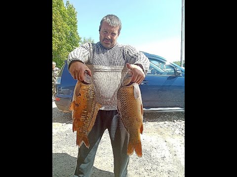 Видео: 🎣РЫБАЛКА В КОКИНО! ПРИЕХАЛ НА ОСЕТРА🐟 А ПОПАЛ НА КРУПНОГО КАРПА!
