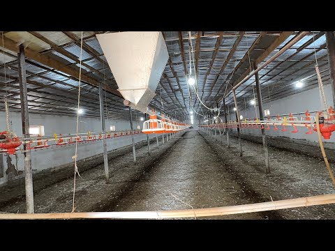 Видео: ТАЁР БИЗНЕС ТОВУК 🐔 ФЕРМА СОТИЛАДИ !!!