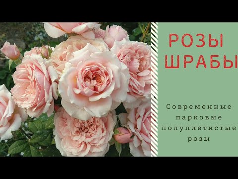 Видео: Лучшие розы для сада. Шрабы.