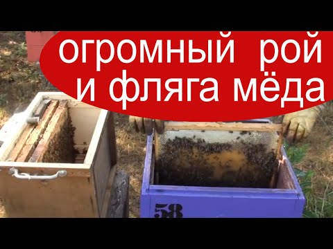 Видео: Пересадка роя из ловушки в улей. Сколько мёда принёс рой ?