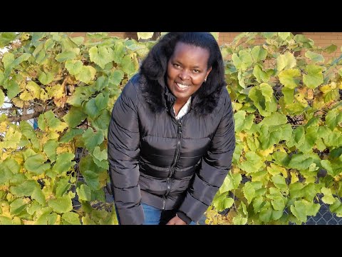 Видео: Иностранные рабочие срочно требуются в сельской местности Канады