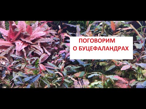 Видео: поговорим о буцефаландрах