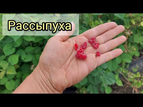 Видео: Почему рассыпается ягода на летней малине
