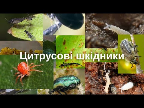 Видео: Які шкідники нам докучають 🍊🍋🪲🐞🪳