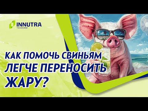 Видео: Тепловой стресс у свиней