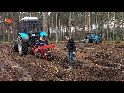 Видео: Ручная и механизированная посадка леса (сравниваем спустя полгода)
