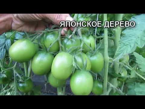 Видео: О ЯПОНСКОМ ДЕРЕВЕ подробнее