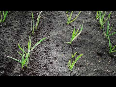 Видео: Тяжелые бороны на чесноке.