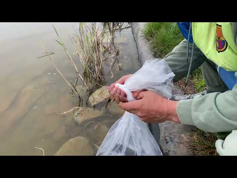 Видео: Розведення линка в домашніх умовах
