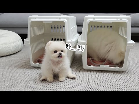 Видео: Мои очень смышленные собаки