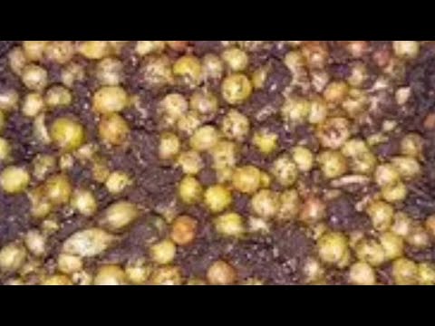 Видео: сөөлжандан жумурткасы көп болуп кетти 0550706767