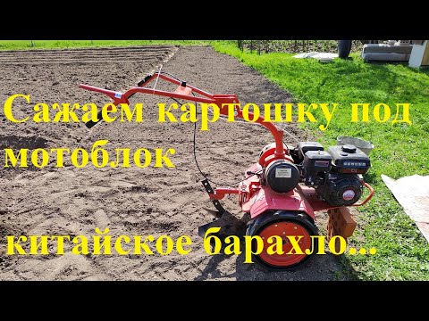 Видео: Посадка картошки под мотоблок Агат 6.5 л.с./ Мотоблок АГАТ 6.5 л.с. двигатель Lifan