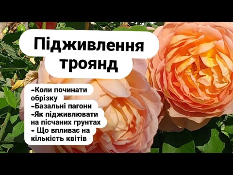 Видео: Підживлення троянд/стимуляція базальних пагонів/коли обрізати троянди