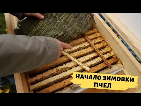 Видео: Начало зимовки пчел | Влияние температуры на формирование зимнего клуба пчел