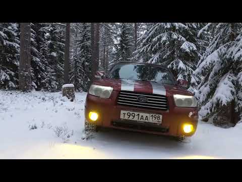 Видео: Красота зимнего леса