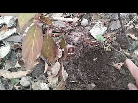 Видео: Күзгі өсімдіктерді көбейту жалғасуда  очиток,спепея, гортензия, т.б