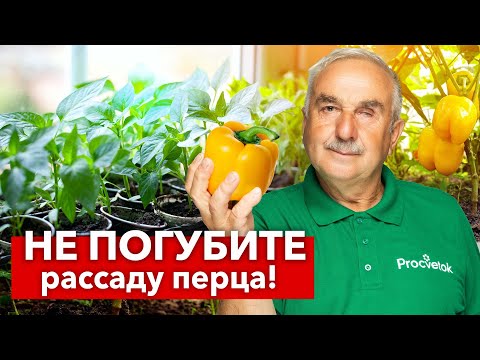 Видео: ВЗОШЛИ ПЕРЦЫ? Срочно сделайте так, чтобы рассада не вытянулась, а росла крепкой и коренастой