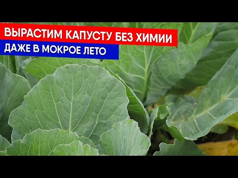 Видео: Вырастим капусту без химии даже в мокрое лето
