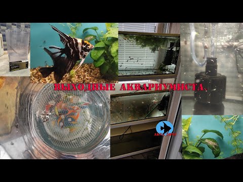 Видео: Выходные аквариумиста.