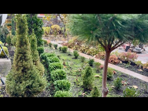 Видео: АЛЬТЕРНАТИВА САМШИТАМ! МОЛОДАЯ ЖИВАЯ ИЗГОРОДЬ ИЗ ТУЙ “DANICA”, КАК ИДЕТ ПОДГОТОВКА ДЛЯ НУЖНОЙ ФОРМЫ?