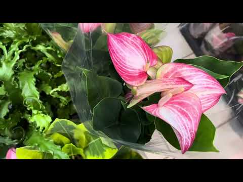 Видео: Цветы из Китая🪴🪴🪴
