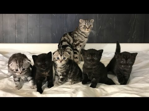 Видео: Котята шотландской вислоухой. Каждый день от рождения до месяца. Kitty Scottish from birth to month