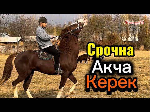 Видео: Сточна Акча керек +996-777-119-420 19 ноября 2025 г.