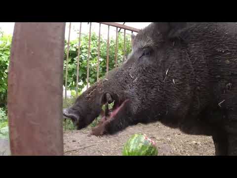Видео: Фунтик и арбуз!!!