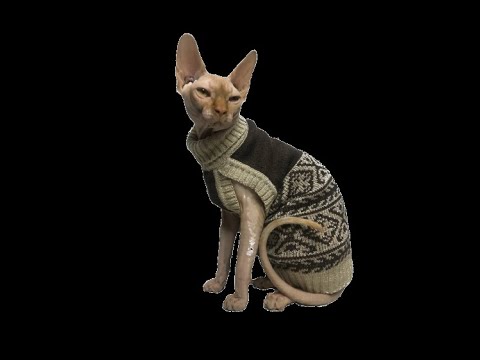 Видео: Вяжем жилет коту/расчёт/обзор